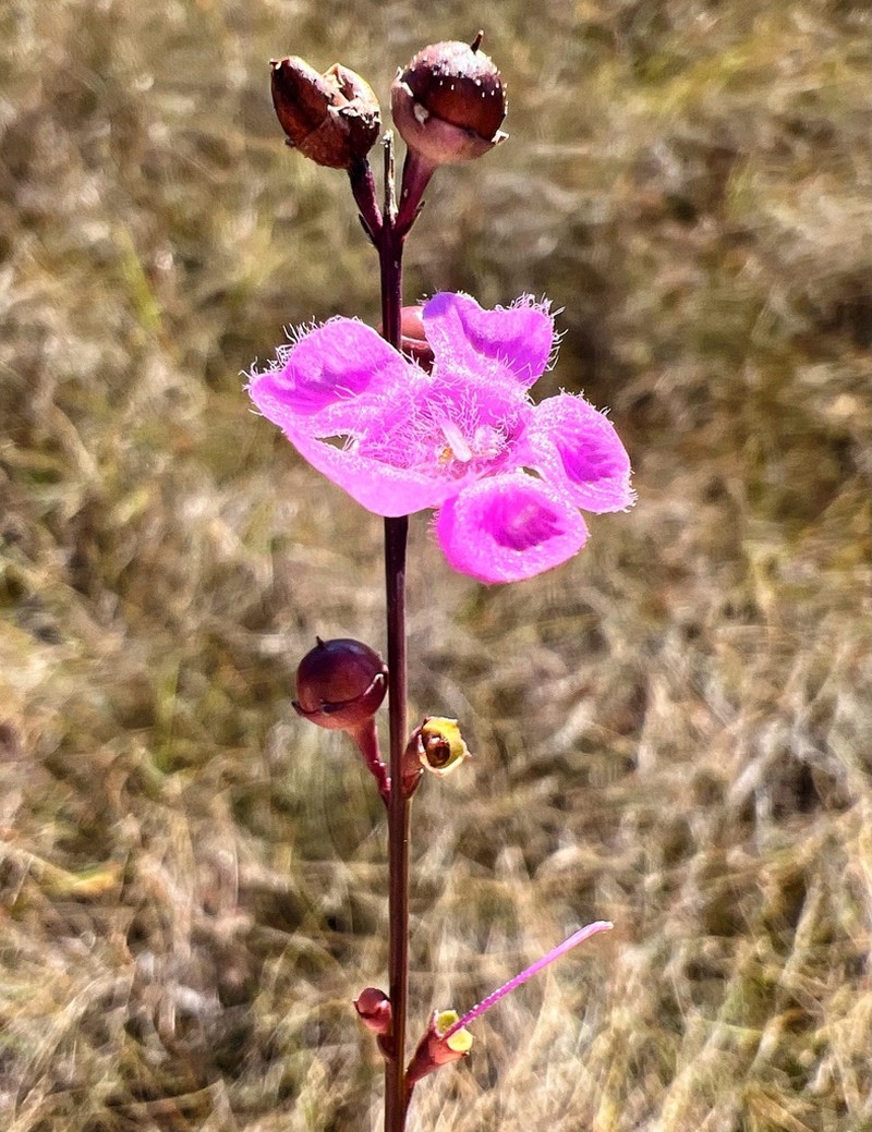 Scaleleaf False Foxglove