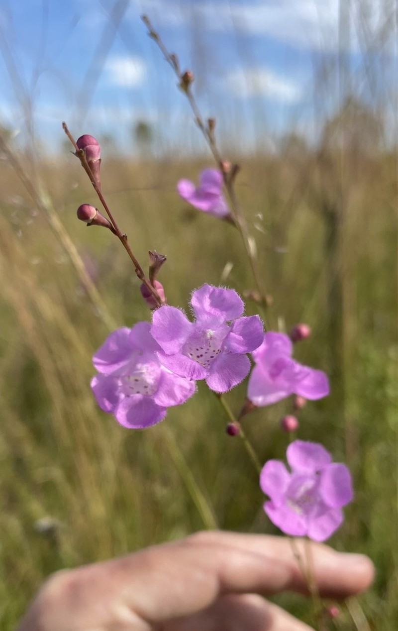 Scaleleaf False Foxglove photo 4