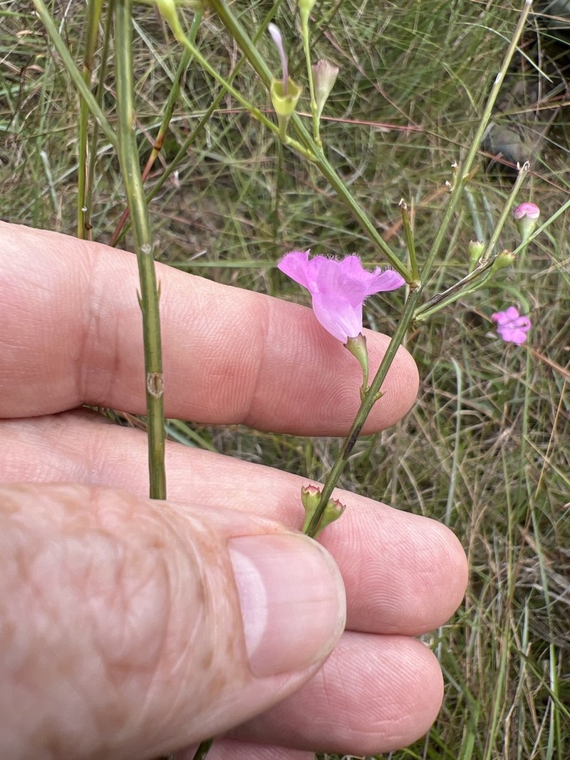 Scaleleaf False Foxglove photo 6