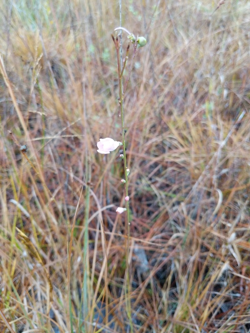Scaleleaf False Foxglove photo 7