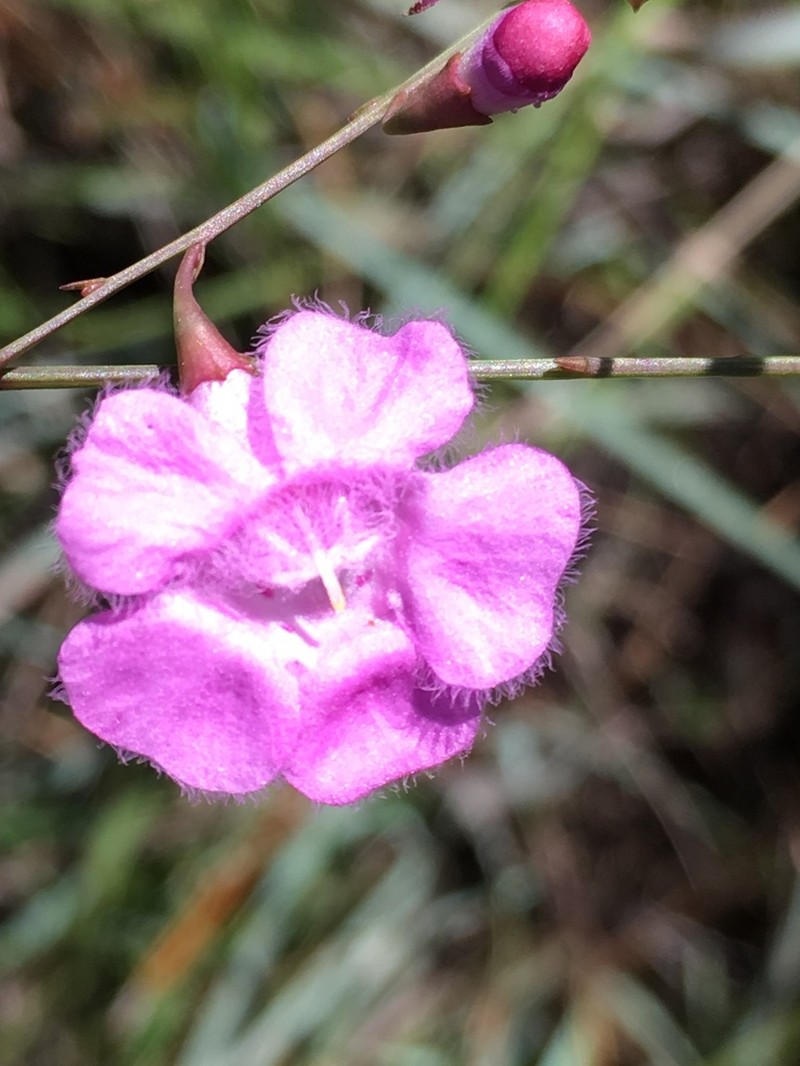 Scaleleaf False Foxglove photo 8