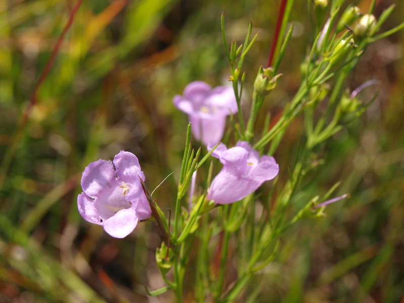 Tall False Foxglove photo 2