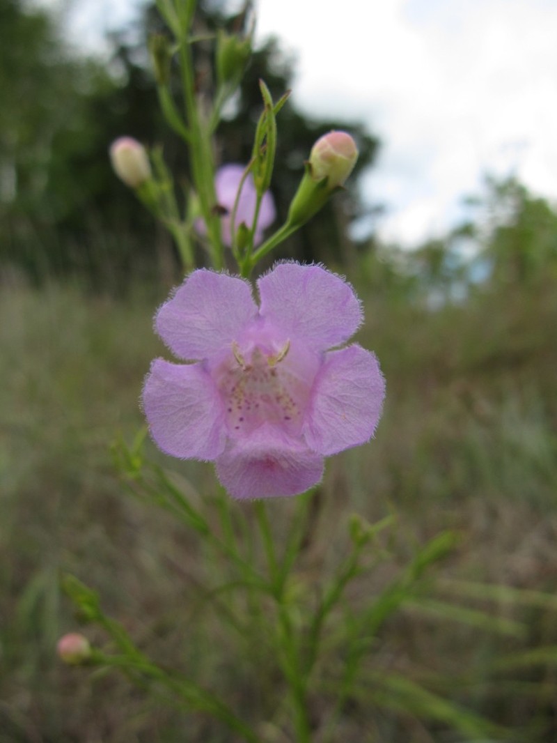 Tall False Foxglove photo 3