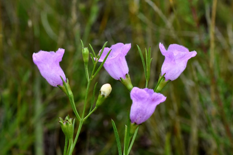 Tall False Foxglove photo 4