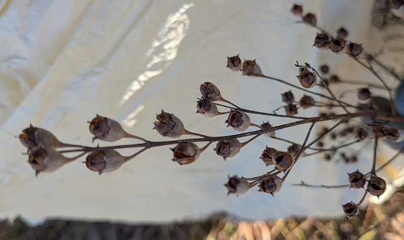 Tall False Foxglove photo 6
