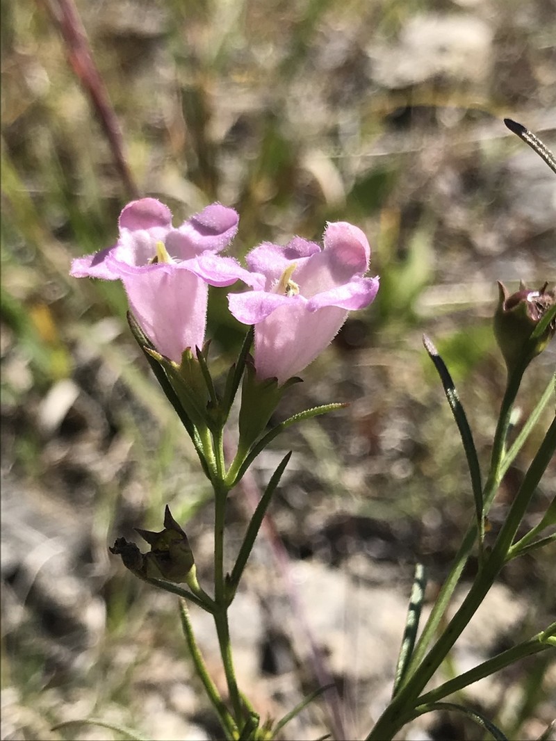 Tall False Foxglove photo 7