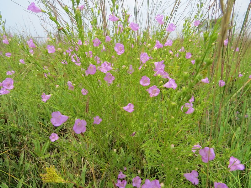Tall False Foxglove photo 8