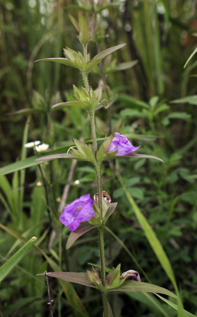 Earleaf False Foxglove photo 6