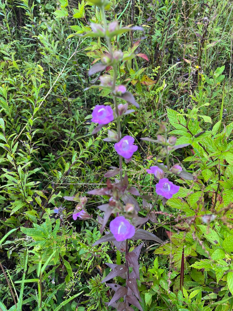 Earleaf False Foxglove photo 8