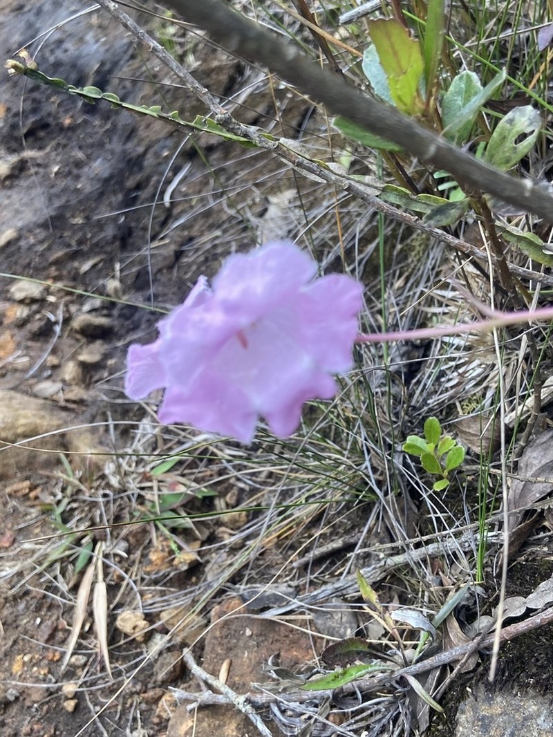Agalinis bandeirensis photo 2