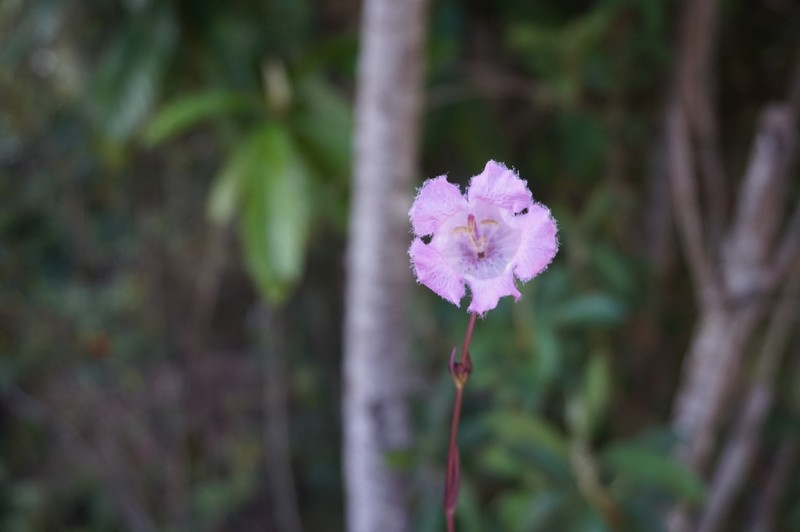 Agalinis bandeirensis photo 4