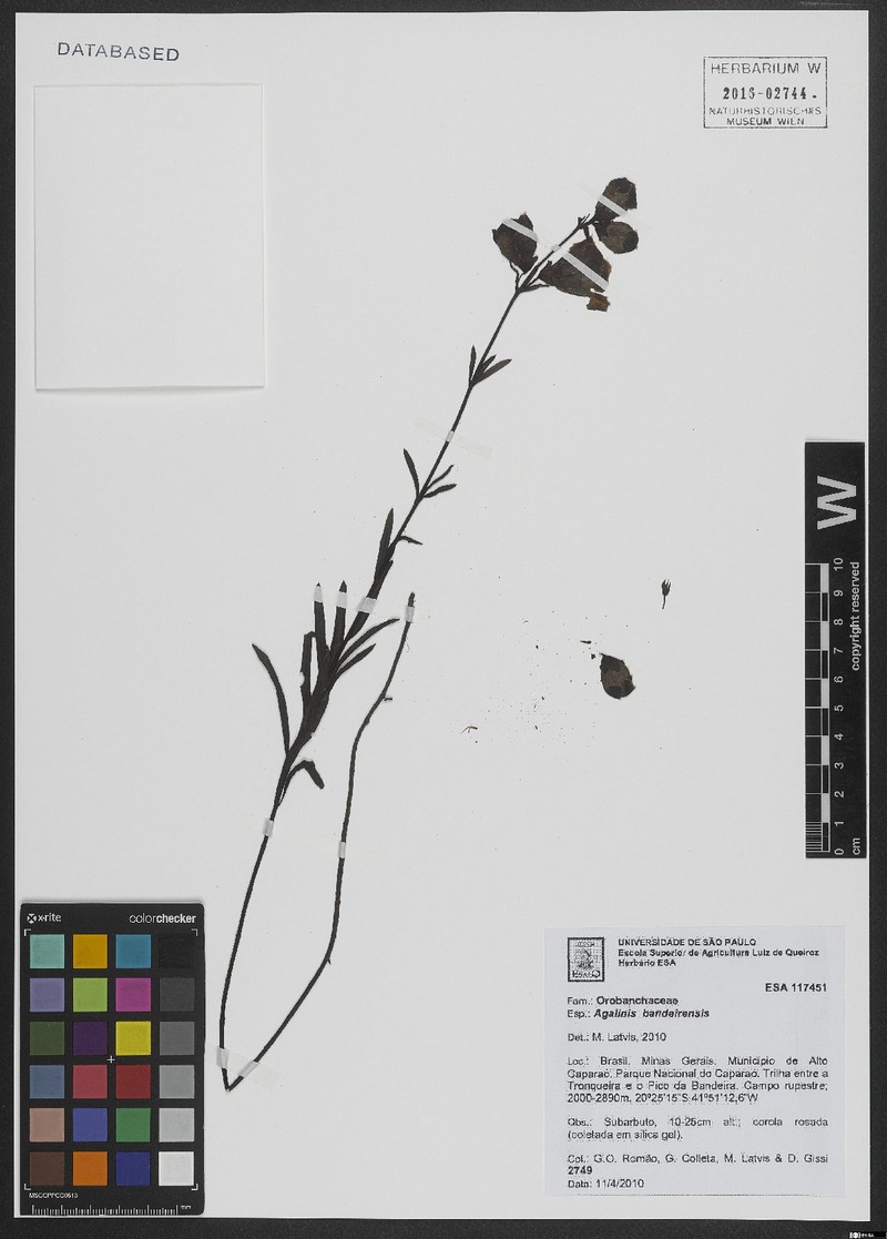 Agalinis bandeirensis photo 6