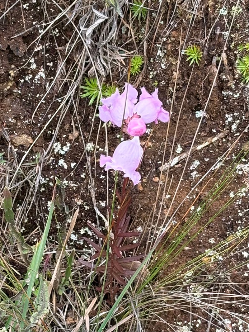 Agalinis bandeirensis photo 8