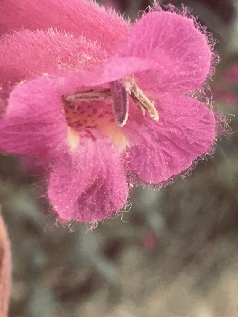 Agalinis bangii