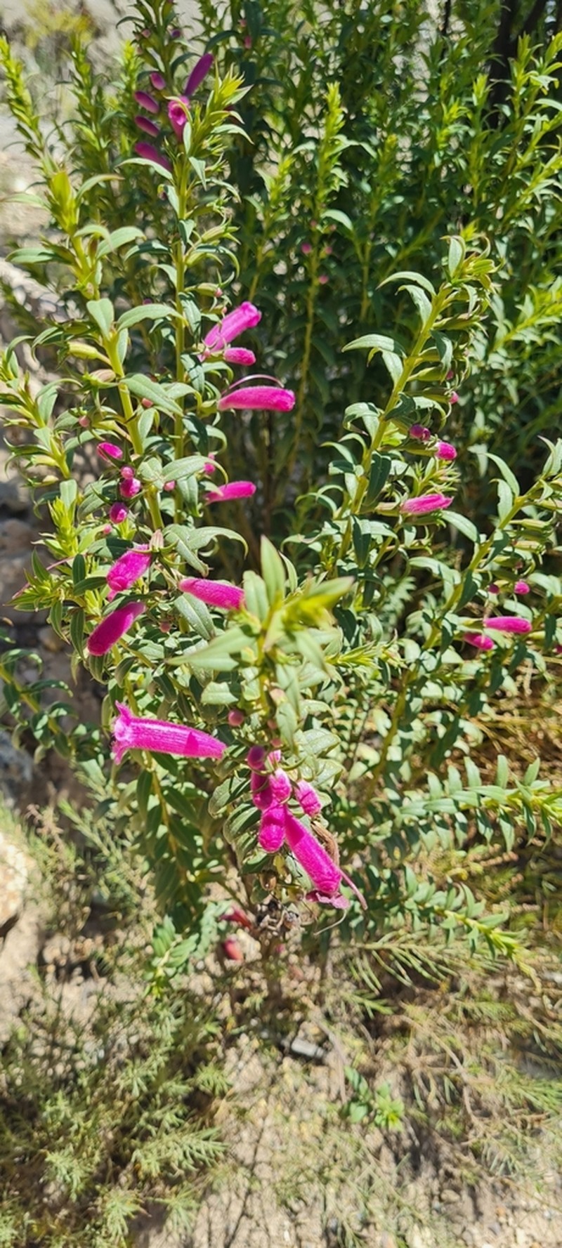 Agalinis bangii photo 2