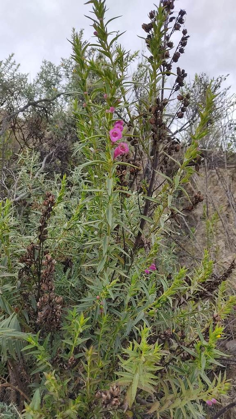 Agalinis bangii photo 3