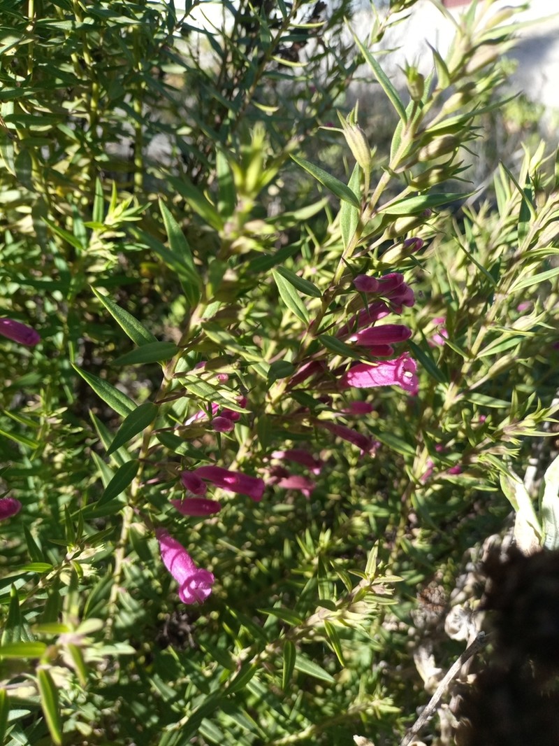 Agalinis bangii photo 4