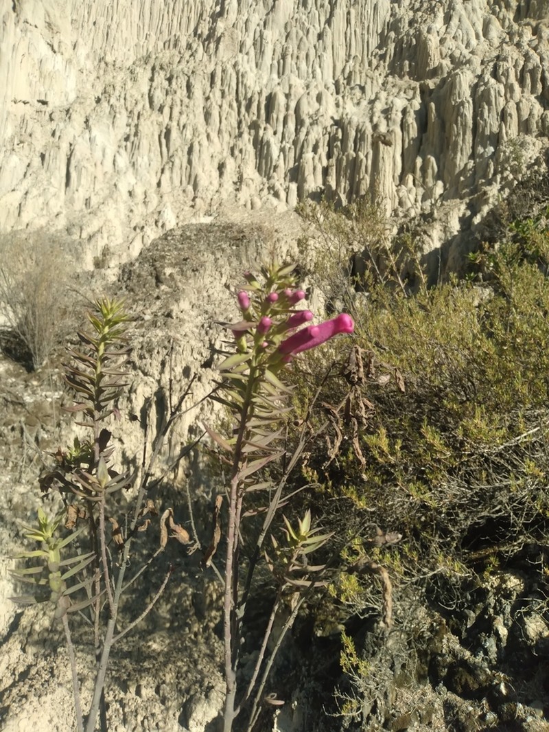 Agalinis bangii photo 5