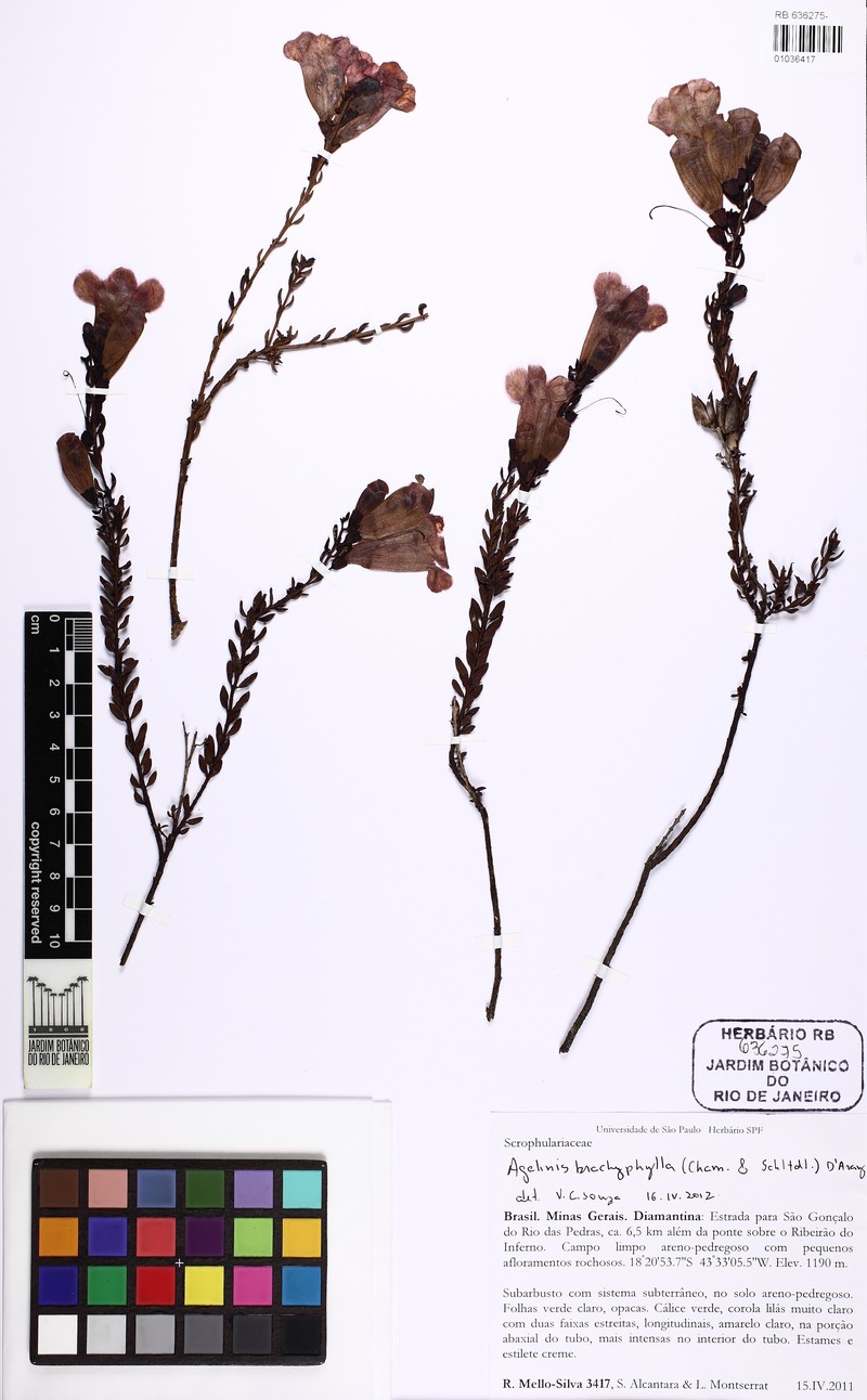 Agalinis brachyphylla