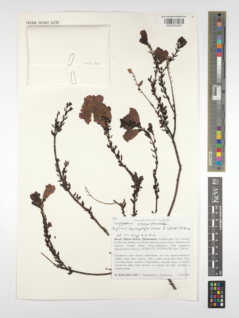 Agalinis brachyphylla photo 2