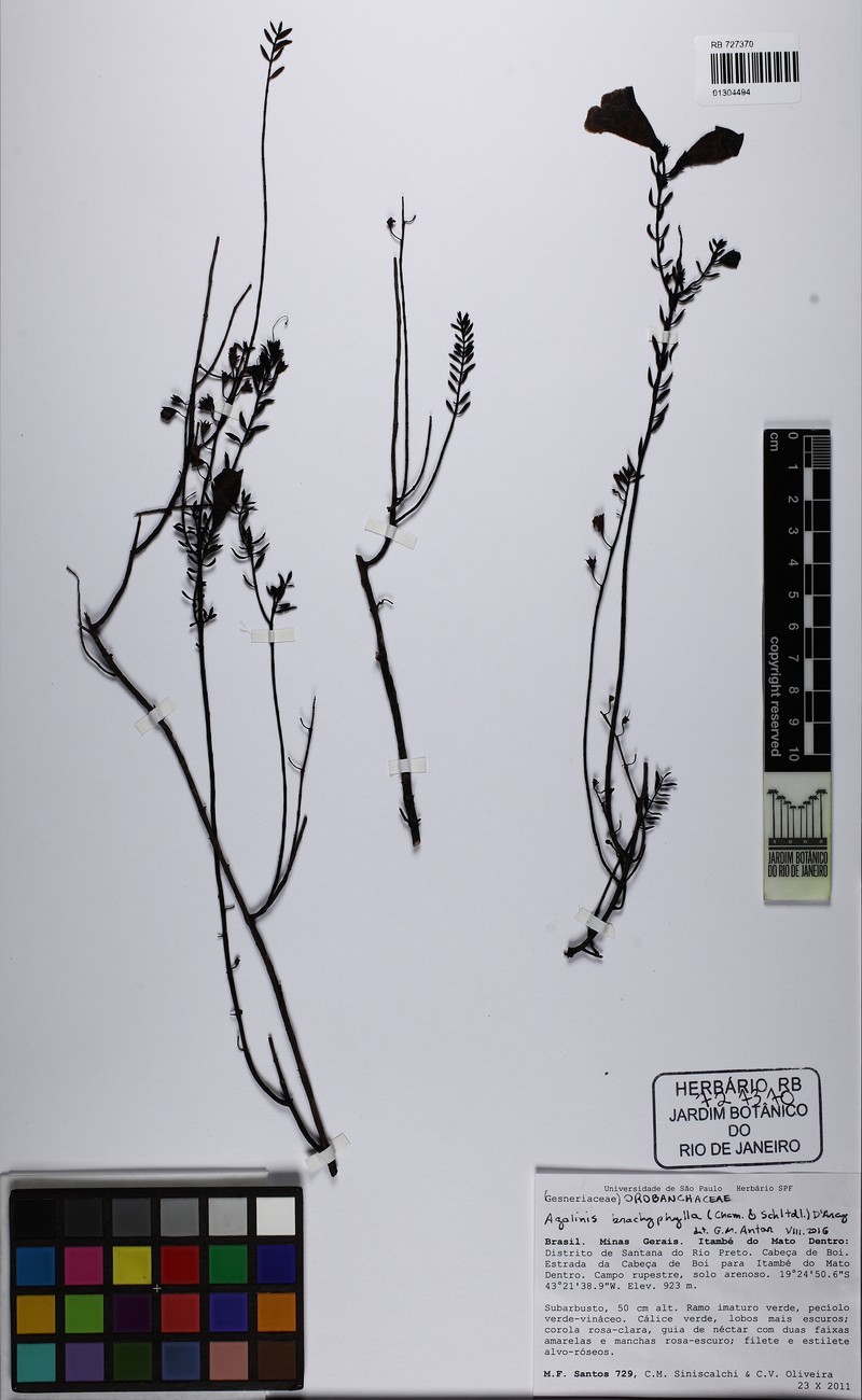 Agalinis brachyphylla photo 3