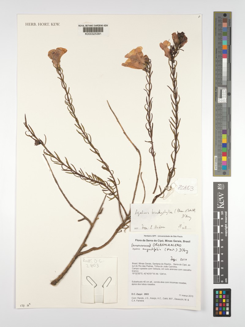 Agalinis brachyphylla photo 4