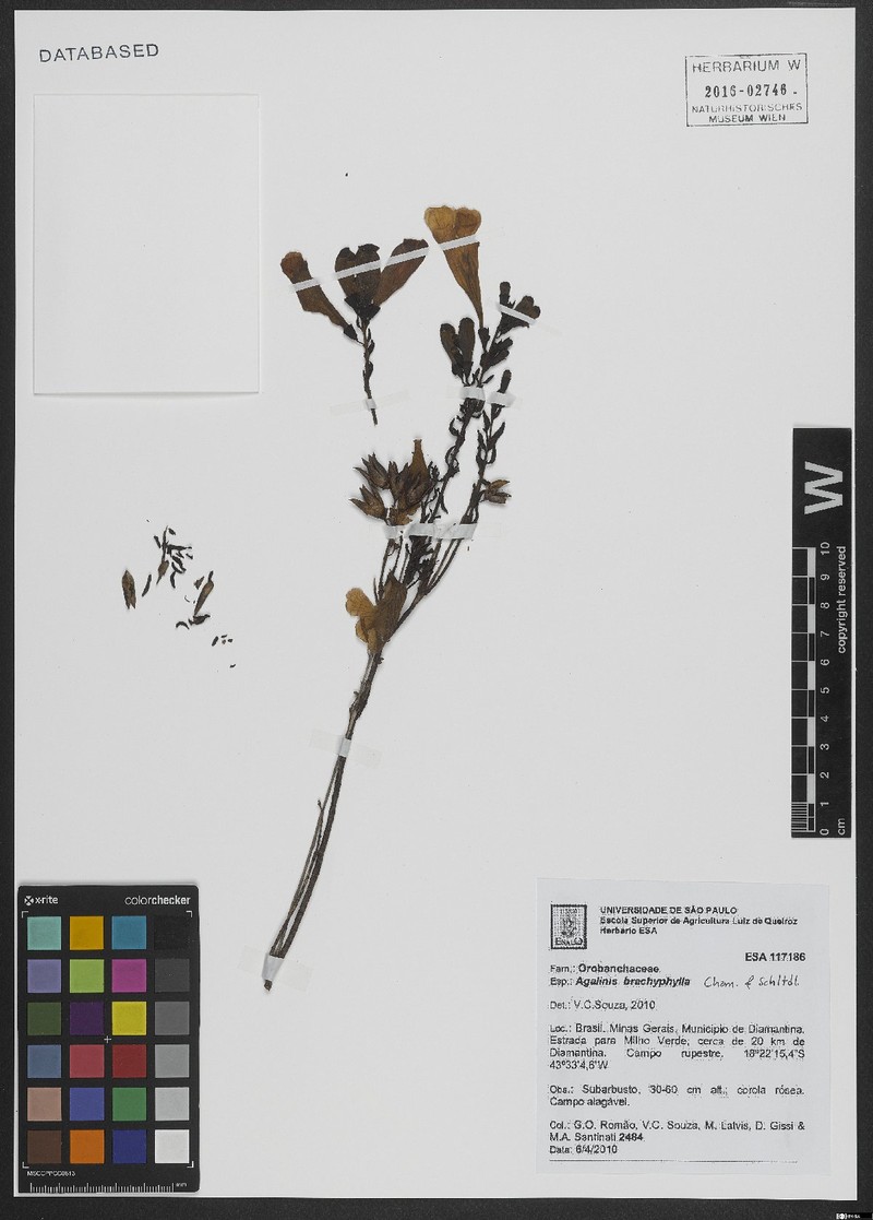 Agalinis brachyphylla photo 5