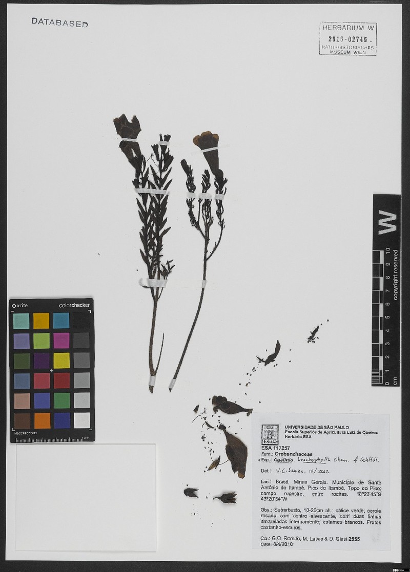Agalinis brachyphylla photo 6
