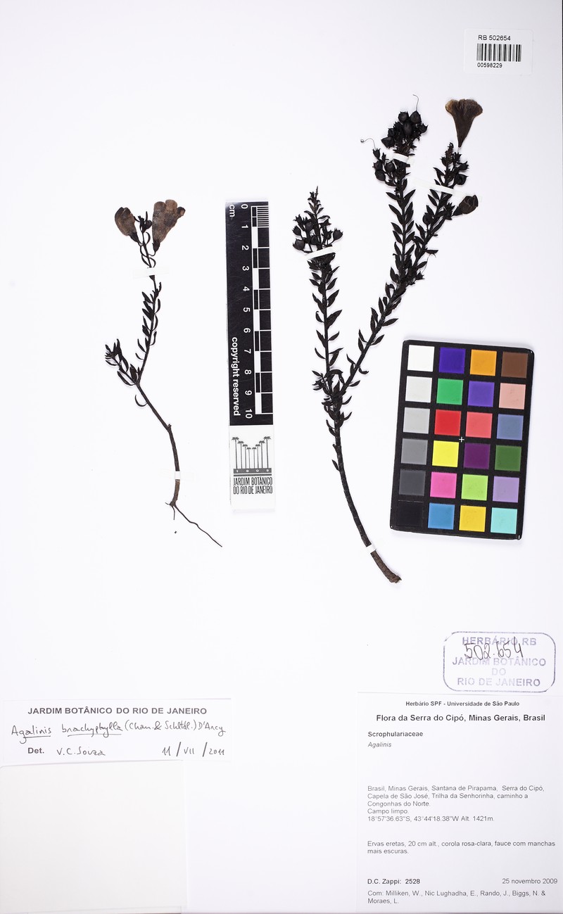 Agalinis brachyphylla photo 7