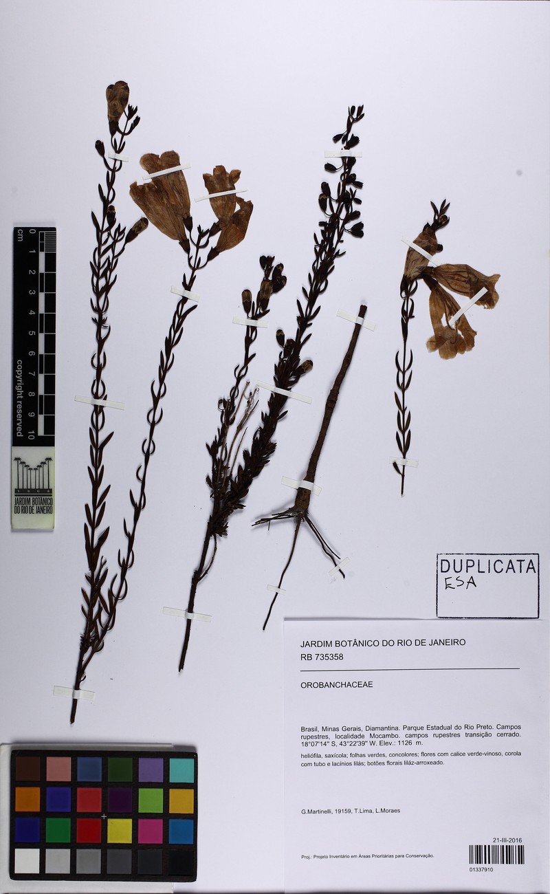 Agalinis brachyphylla photo 8