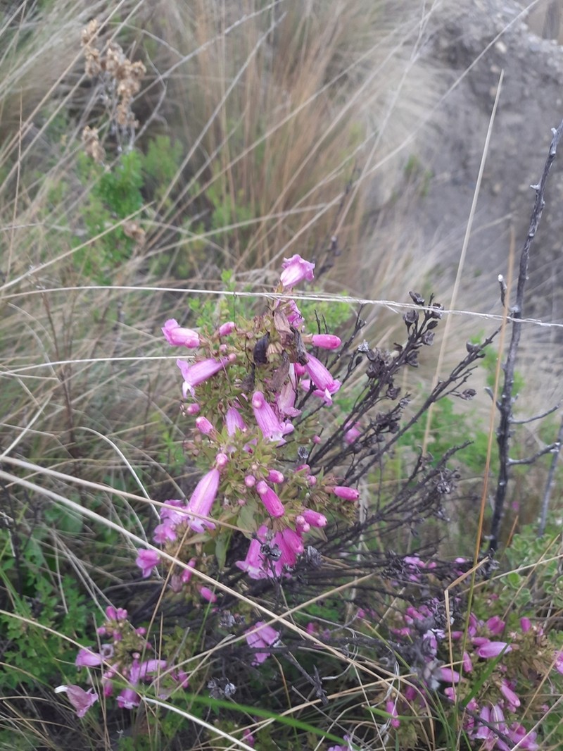 Agalinis brevifolia
