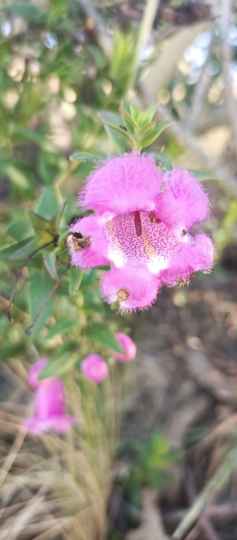 Agalinis brevifolia photo 2