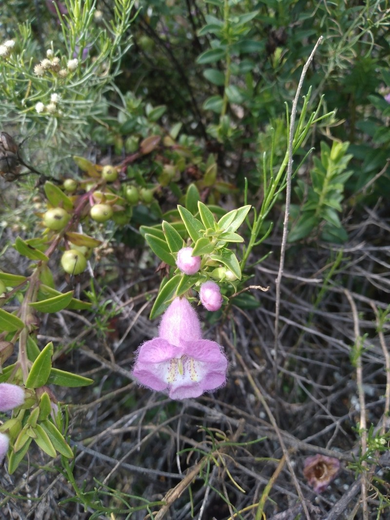 Agalinis brevifolia photo 3