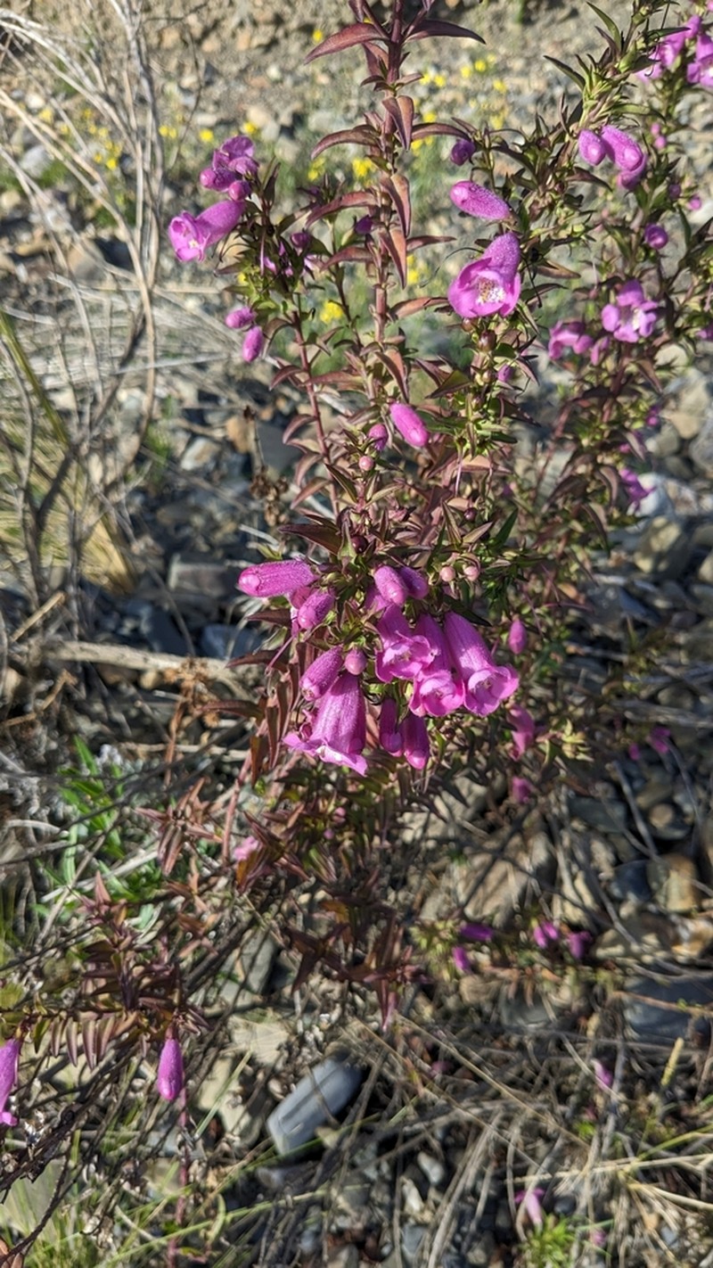 Agalinis brevifolia photo 4