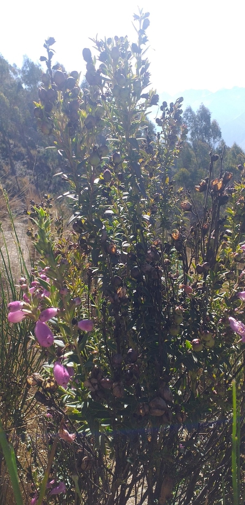 Agalinis brevifolia photo 5
