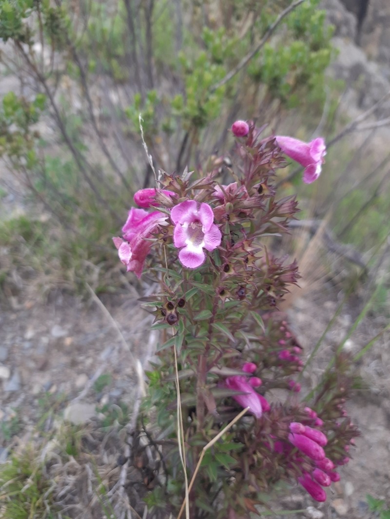 Agalinis brevifolia photo 7