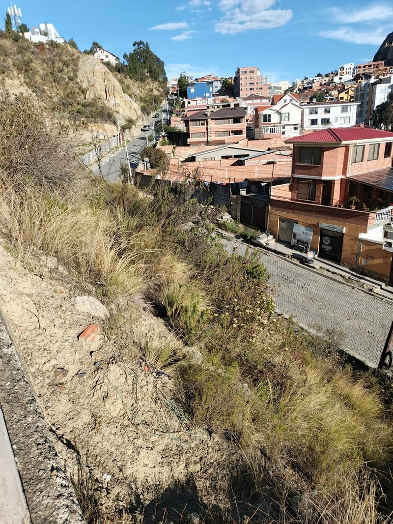 Agalinis brevifolia photo 8