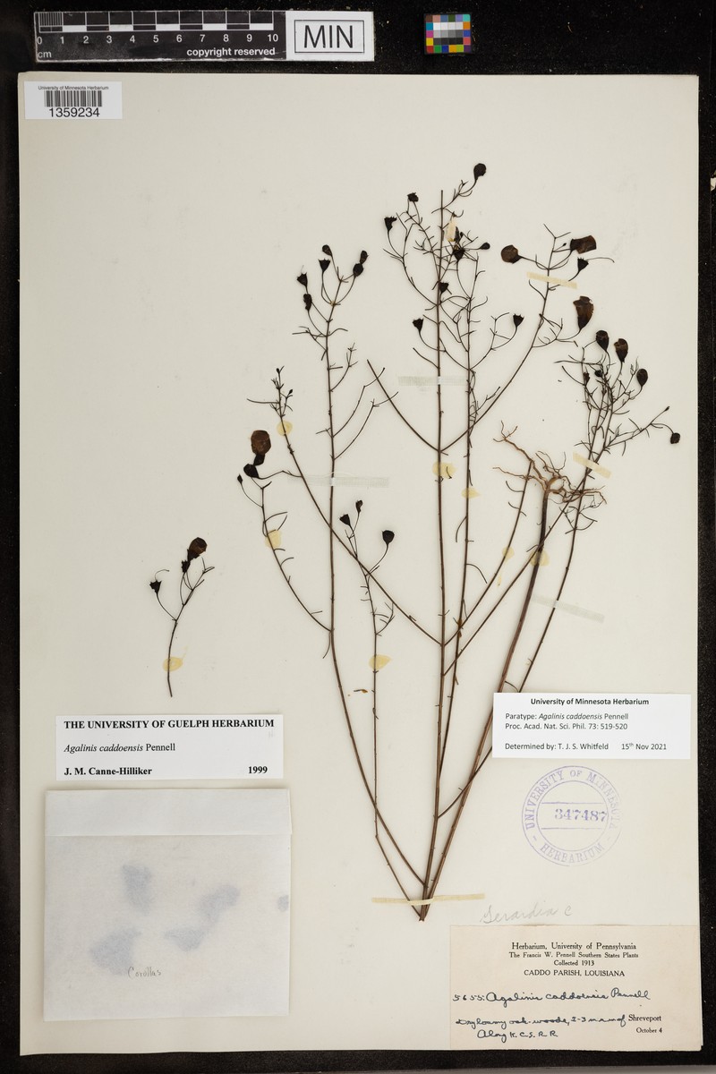 Caddo False Foxglove