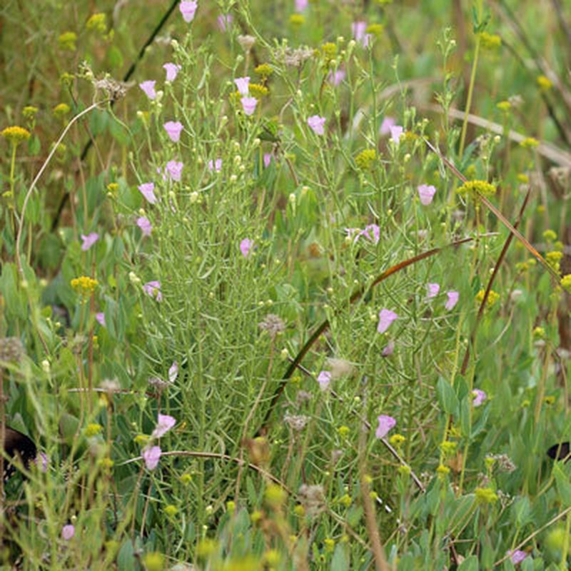 Leoncita False Foxglove
