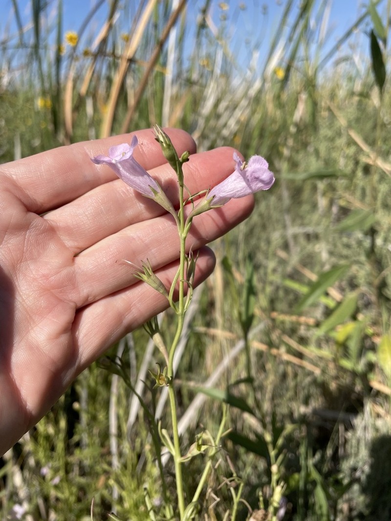 Leoncita False Foxglove photo 6