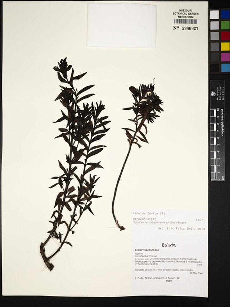 Agalinis chaparensis