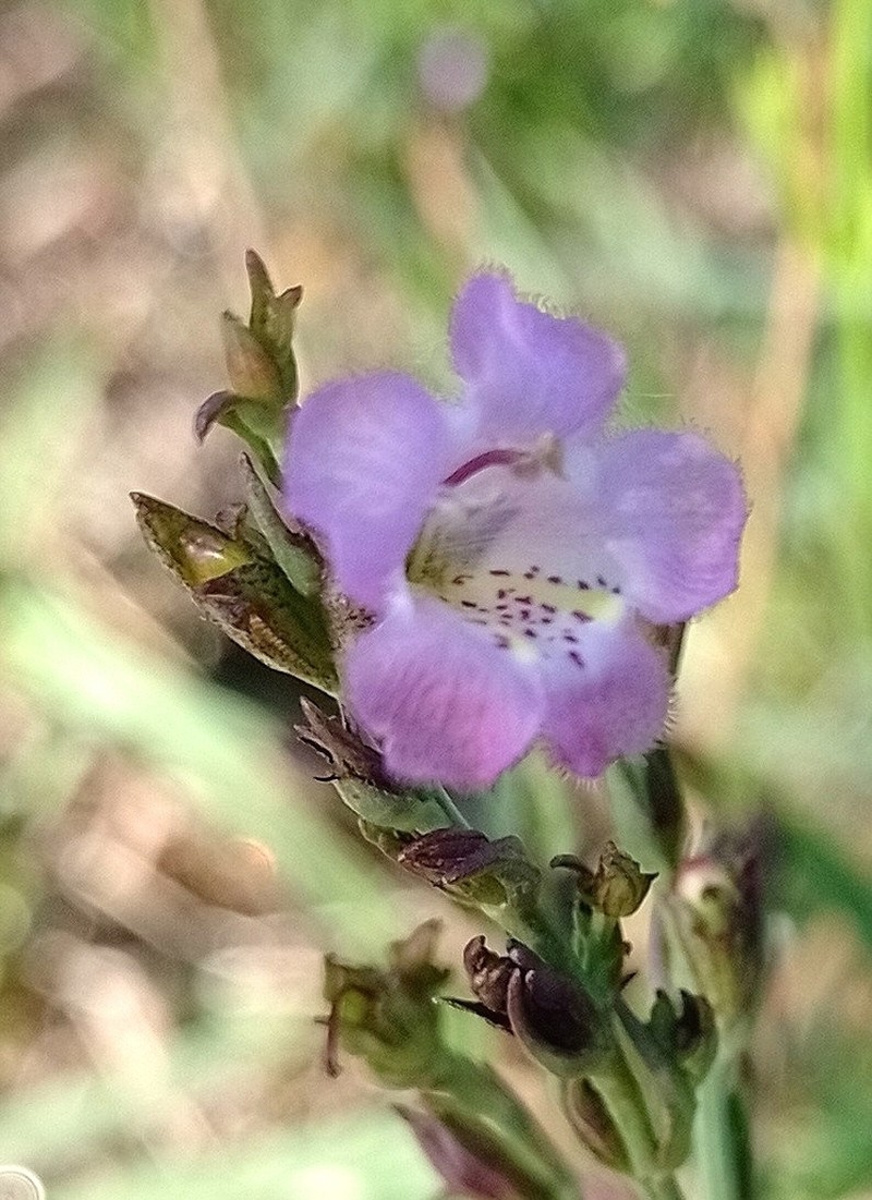 Agalinis communis