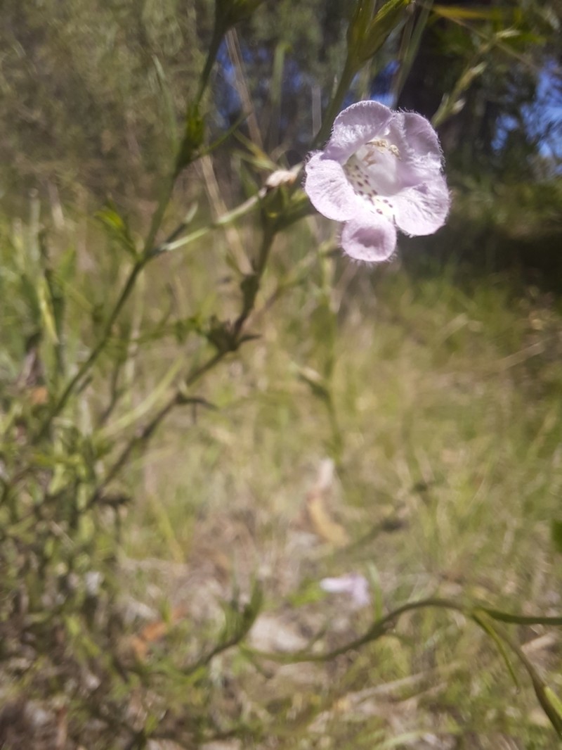 Agalinis communis photo 2