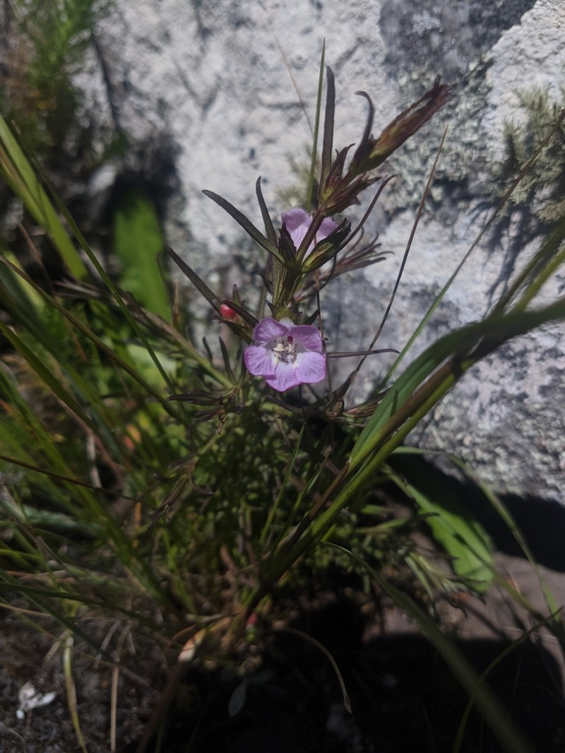 Agalinis communis photo 3