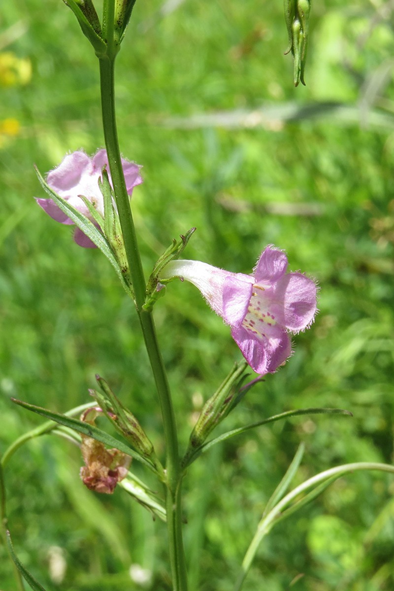 Agalinis communis photo 4