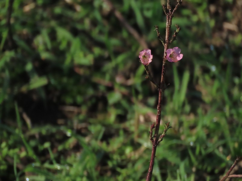Agalinis communis photo 5
