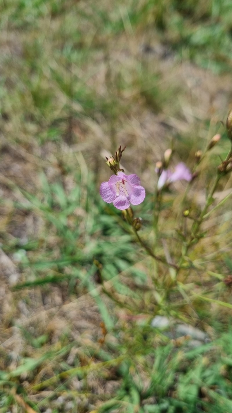 Agalinis communis photo 6
