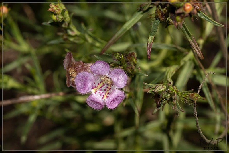 Agalinis communis photo 8
