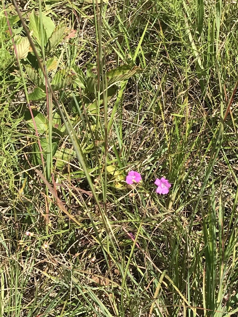 Sandplain False Foxglove