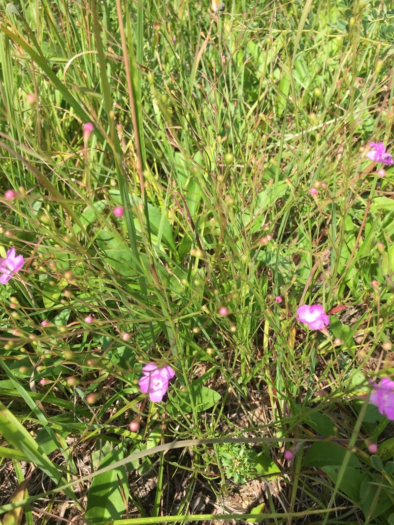 Sandplain False Foxglove photo 2